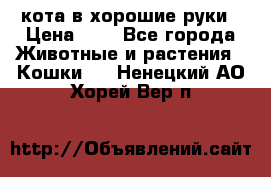 кота в хорошие руки › Цена ­ 0 - Все города Животные и растения » Кошки   . Ненецкий АО,Хорей-Вер п.